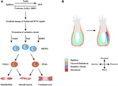 Frontiers | Differentiation And Application Of Human Pluripotent Stem ...